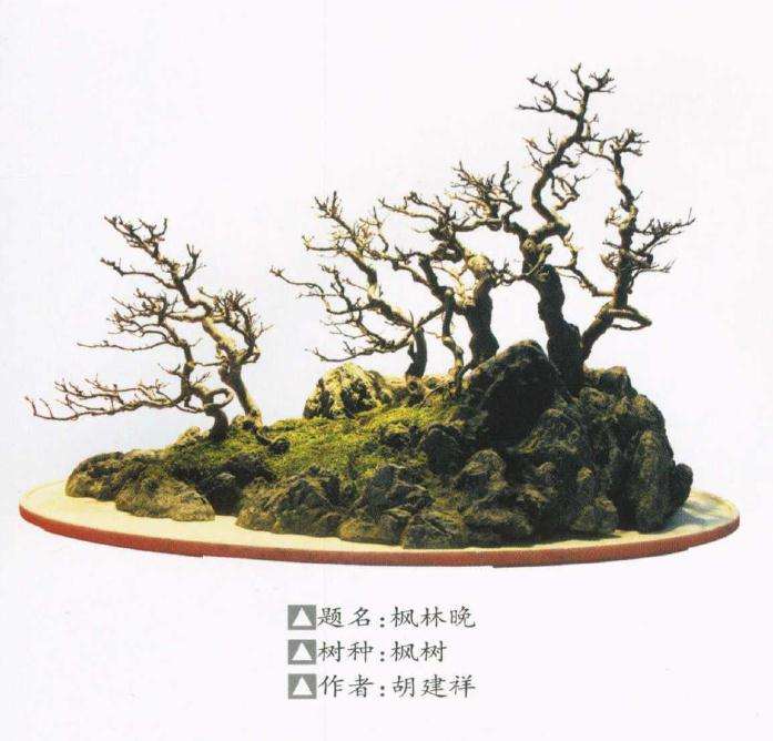 武汉盆景艺术沙龙开幕