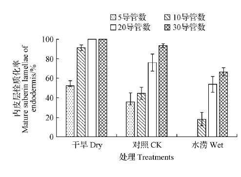 葡萄盆栽皮层细胞壁栓质化的发生