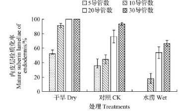 葡萄盆栽皮层细胞壁栓质化的发生