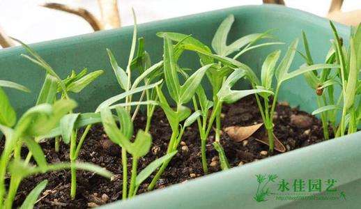 稻壳不同用量对盆栽空心菜生长土壤的影响 盆栽 Penjing8 盆景吧