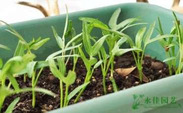 稻壳不同用量对盆栽空心菜生长土壤的影响