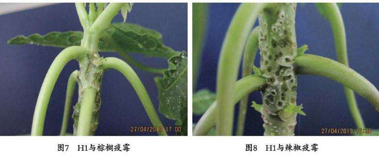 对番木瓜疫病室内盆栽防效试验的生防作用