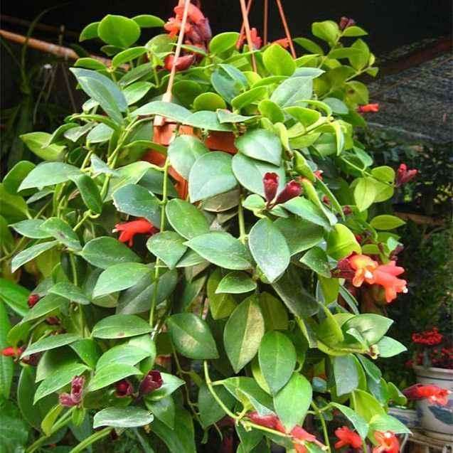 口红花盆栽怎么生产管理的技术