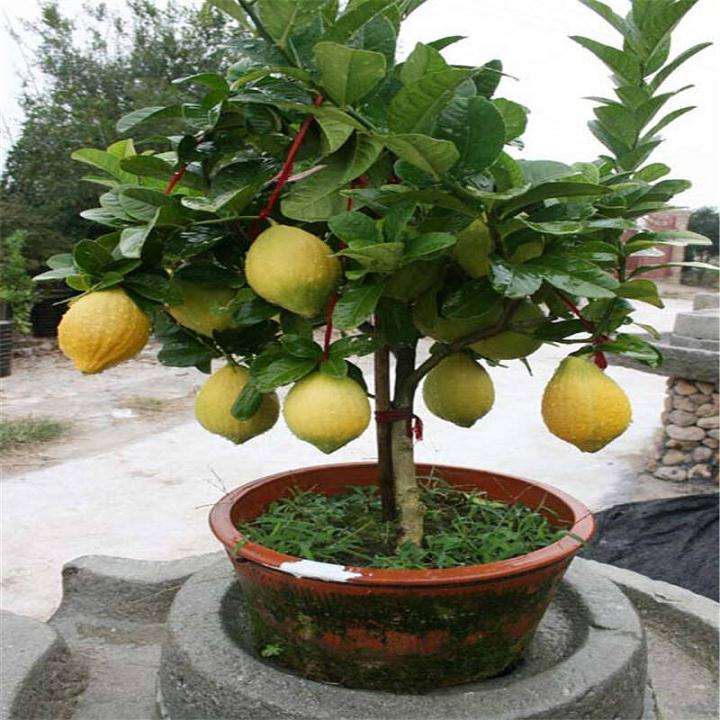 柠檬盆栽基质的筛选试验初报