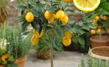柠檬盆栽基质的筛选试验初报