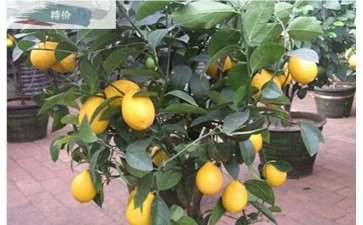 不同盆栽基质对香水柠檬移栽成活和生长的影响