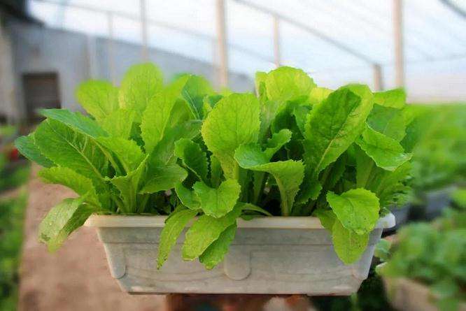 蔬菜盆栽材料怎么选择定植容器的方法
