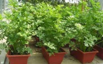 盆栽蔬菜怎么水肥与温度管理的方法