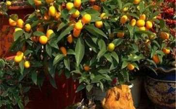 果树盆栽怎么防止落花落果的7个方法