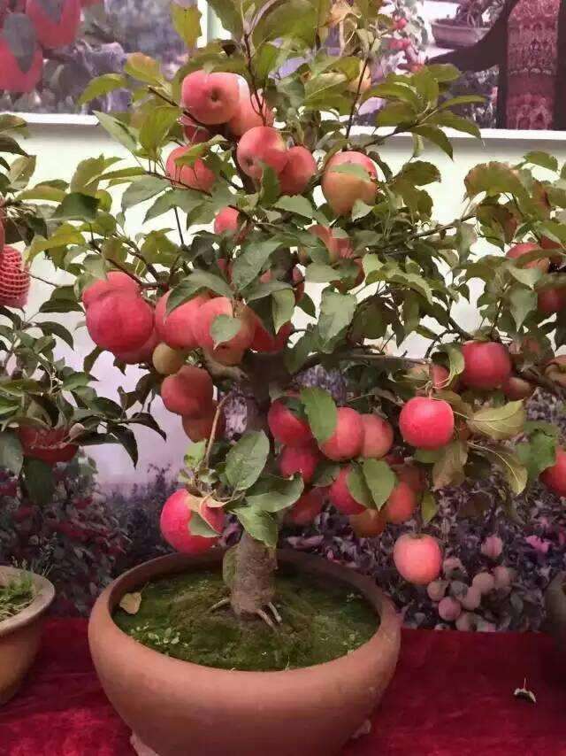 盆栽苹果虫害怎么用杀虫剂的方法