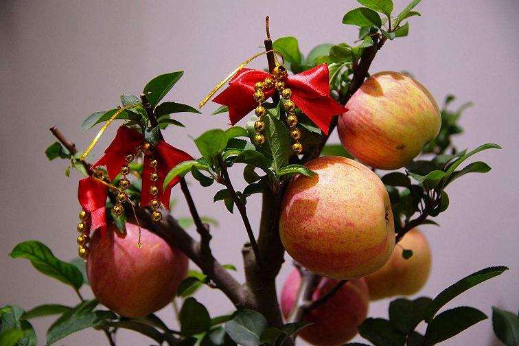 盆栽苹果休眠期怎么管理的方法