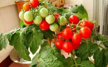 不同处理对盆栽番茄产量的影响