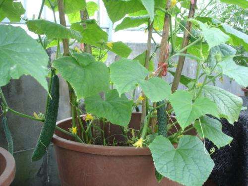 基质盆栽对温室黄瓜生产的影响