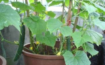 基质盆栽对温室黄瓜生产的影响