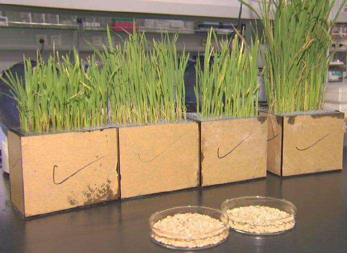 为什么水稻田间试验效果低于盆栽