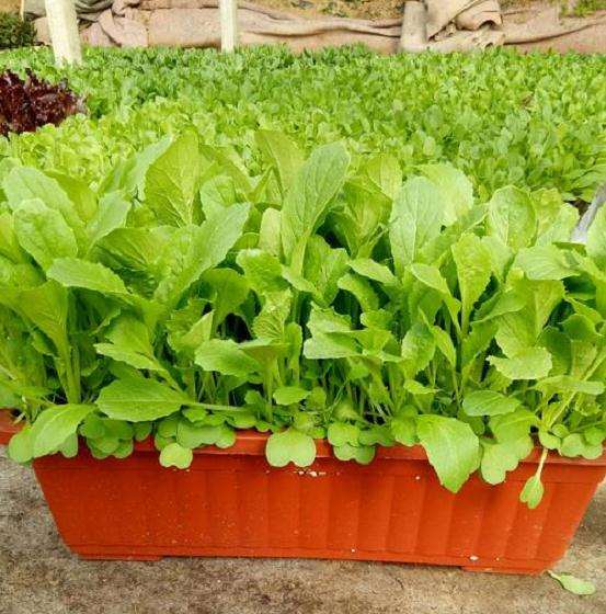 施用有机肥对小白菜盆栽土壤的9个影响