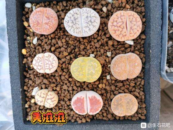 北京多肉大棚买的生石花