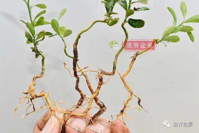 金豆盆景小苗怎么合植拼栽的方法