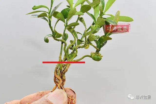 金豆盆景小苗怎么合植拼栽的方法