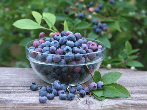 蓝莓盆栽怎么基质配方的方法 图片