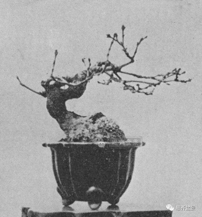 图解 日本红枫盆景养了120年