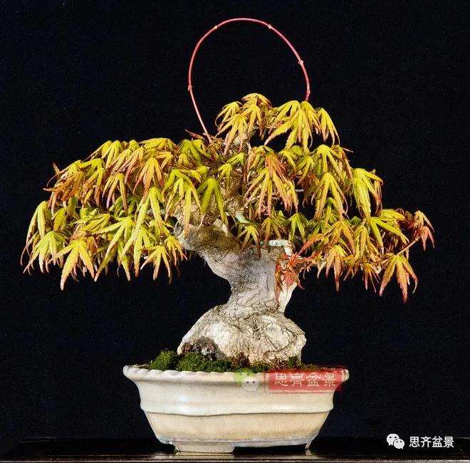 图解 日本红枫盆景养了120年