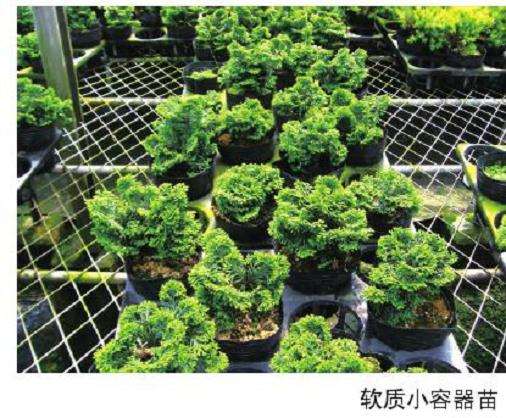 日本扁柏盆景扦插苗规格有哪4种