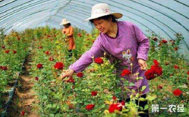 中国花卉协会零售业分会完成全年工作计划