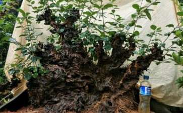 给流苏下山桩平顶是什么意思啊