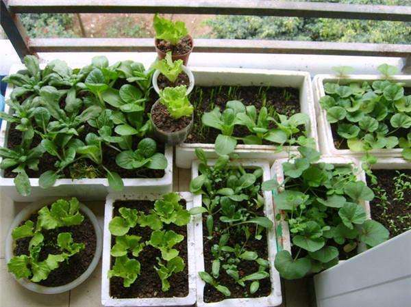 阳台盆栽蔬菜怎么病虫害防治的方法