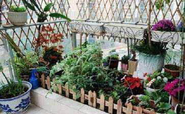 阳台盆栽蔬菜怎么收获的2个方法