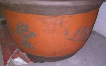 今天欲给四季桂花下山桩换盆 图片