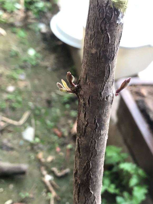 这流苏下山桩漂亮 冒了四个芽头了