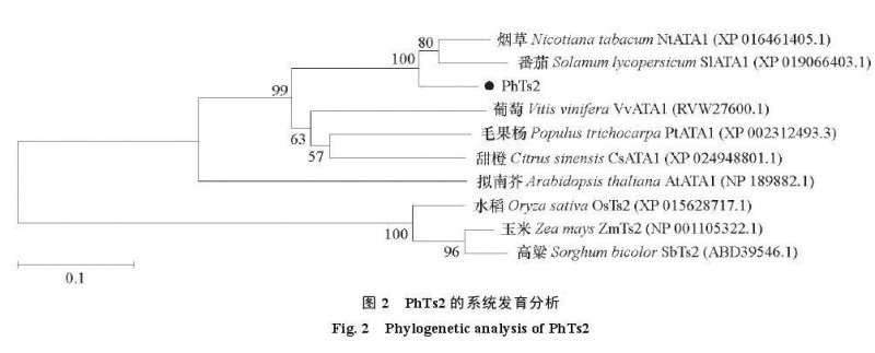 矮牵牛花Ph Ts2的克隆及生物信息分析