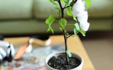 蕾期涝渍胁迫对盆栽棉花生长和产量特性的影响