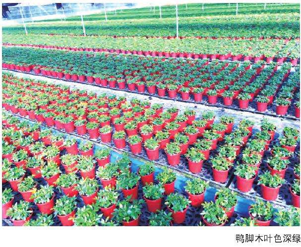 广州丽佳园艺公司年销售盆栽20万盆