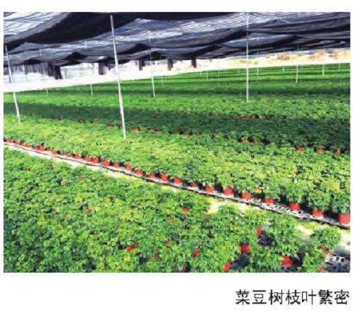 2019年广州盆栽公司销售3300多万