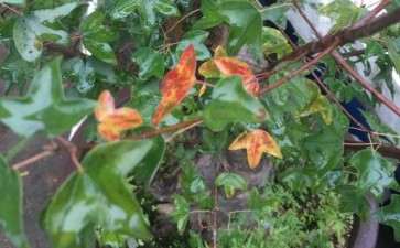 三角枫下山桩叶子变色了 怎么办 图片