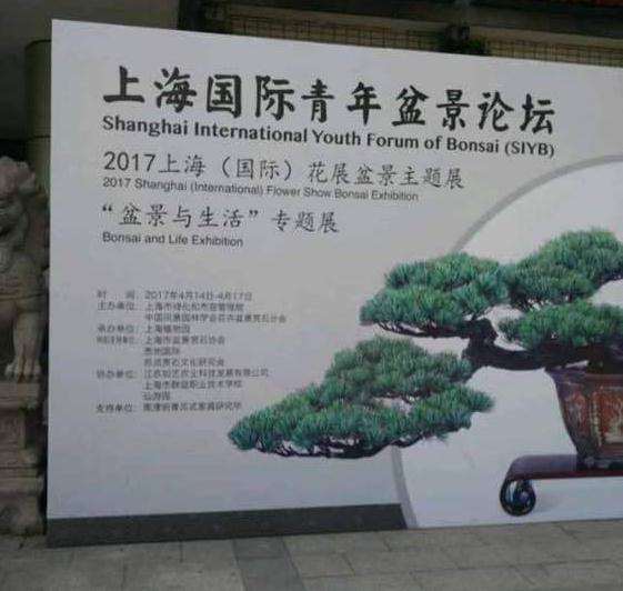 上海植物园展会上的大阪松盆景