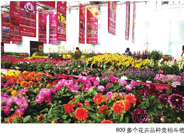 北京市花木有限公司第七届春季花卉展开幕