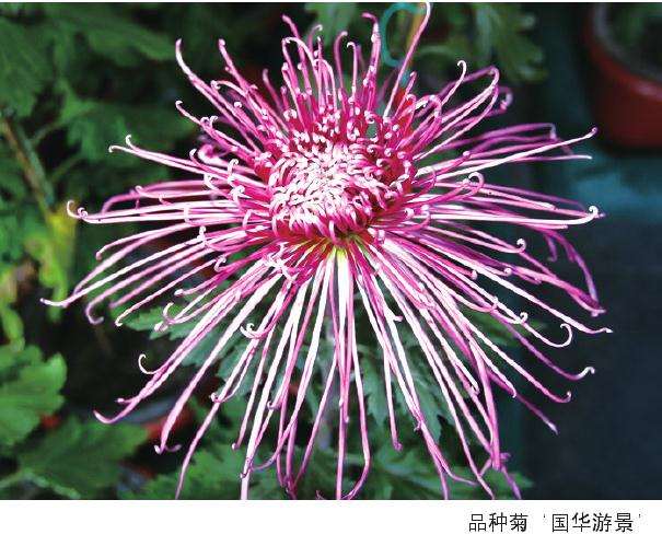 北京天坛菊展中的菊花展示手法