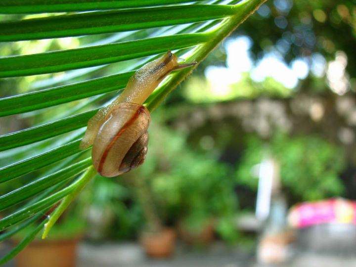 蜗牛兰属植物怎么光照的3个方法