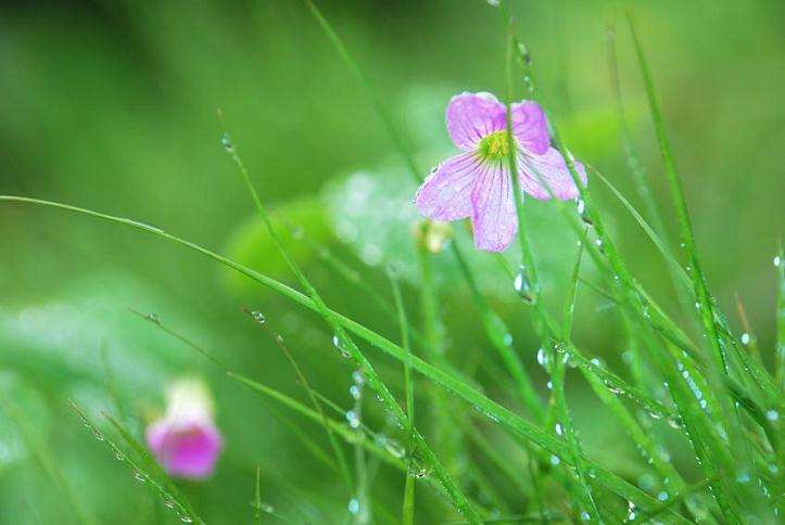 蜗牛兰属植物怎么湿度管理的3个方法