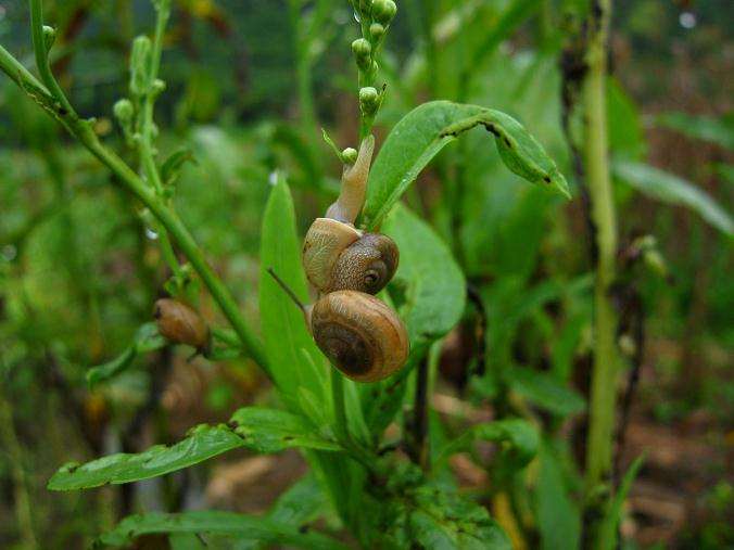 蜗牛兰属植物的疫病怎么防治的2个方法