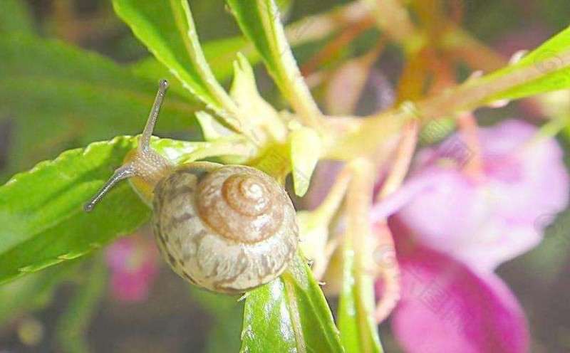 蜗牛兰属植物的炭疽病怎么防治的2个方法