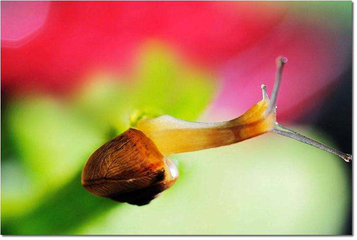 蜗牛兰属植物的螨虫怎么防治的2个方法