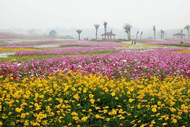 年荷兰花卉产业损失巨大 花卉 Penjing8 盆景吧