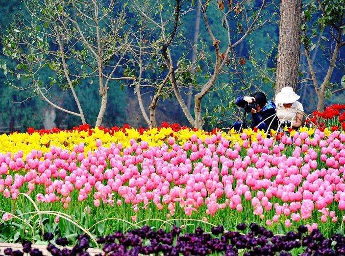 上海崇明国际新优花卉品种展示会