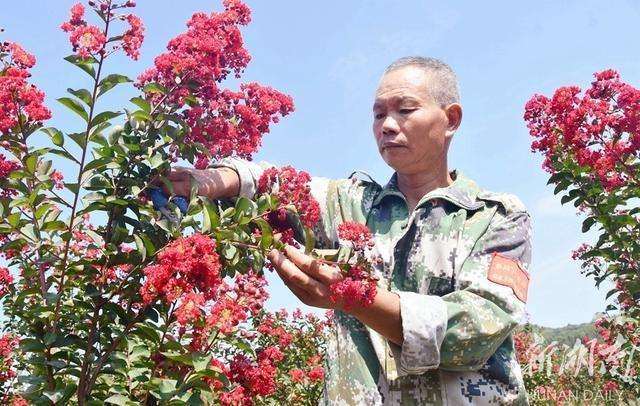 江苏镇江规模化花卉种植促就业