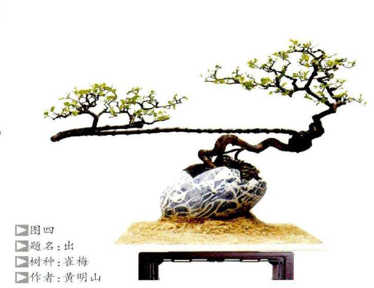 中国盆景造型美学要素解析